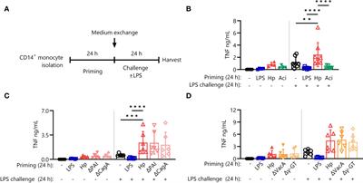 Helicobacter pylori induces a novel form of innate immune memory via accumulation of NF-кB proteins